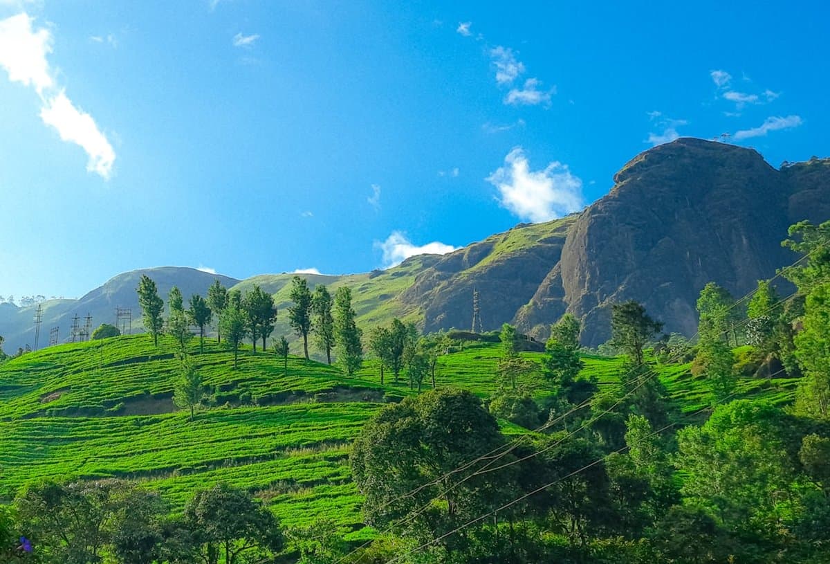 Misty Munnar & Kerala Backwaters