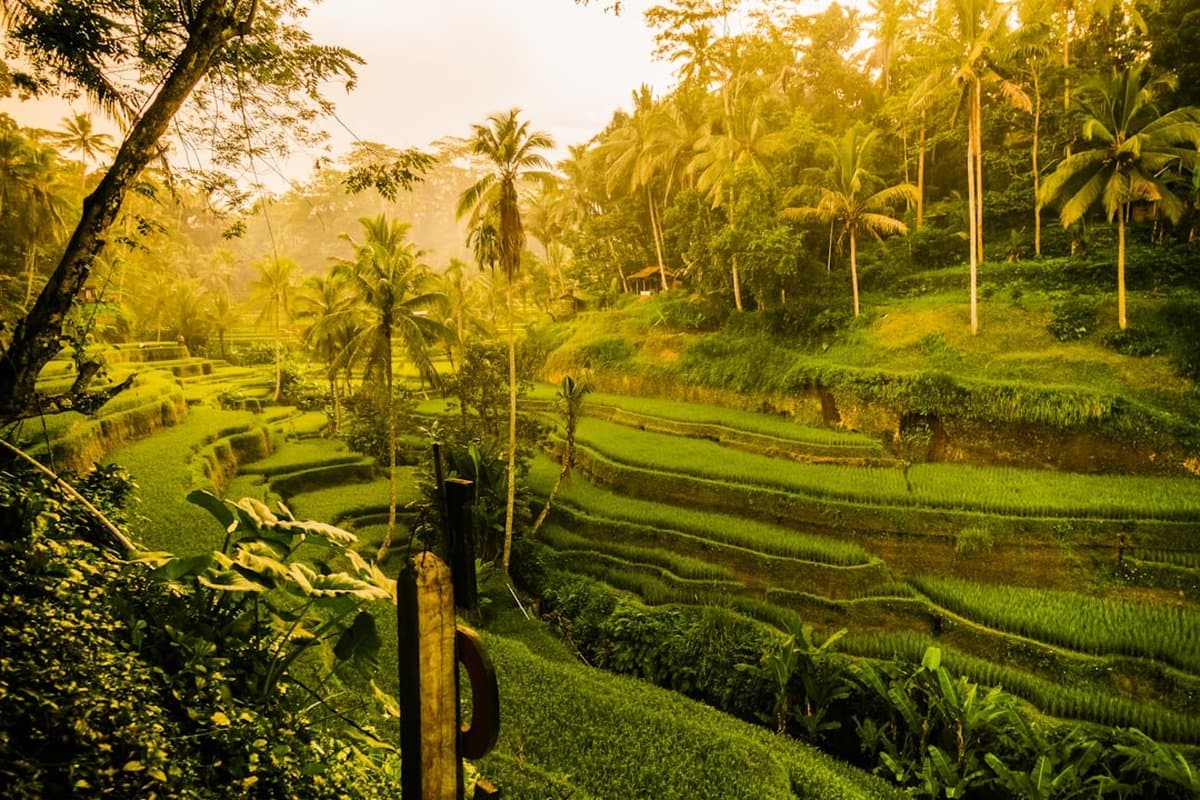 Tropical Bali Paradise