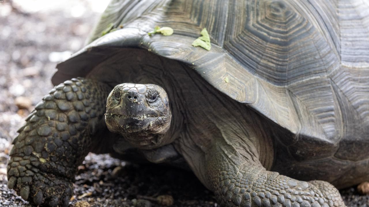 Galapagos Islands Wildlife