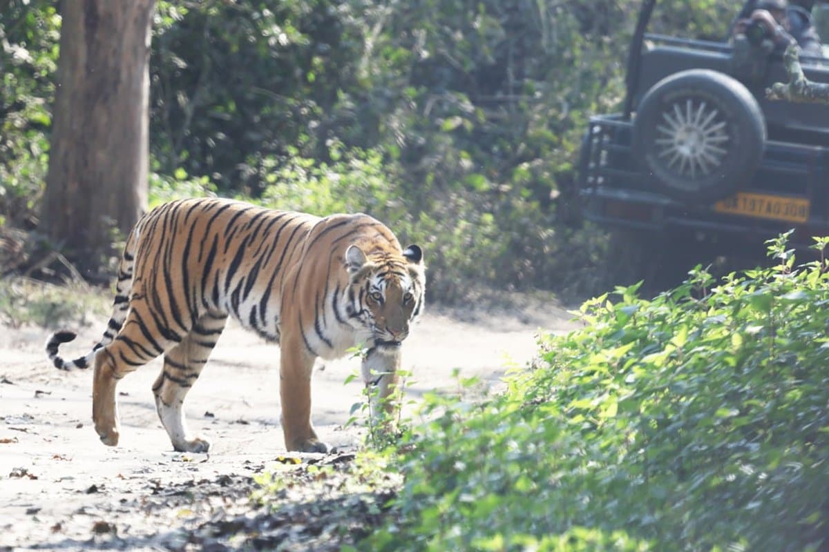 Jim Corbett Wilderness