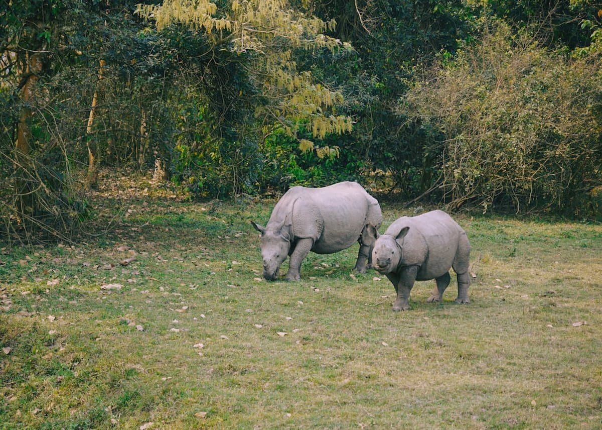 Kaziranga: The Rhino's Realm