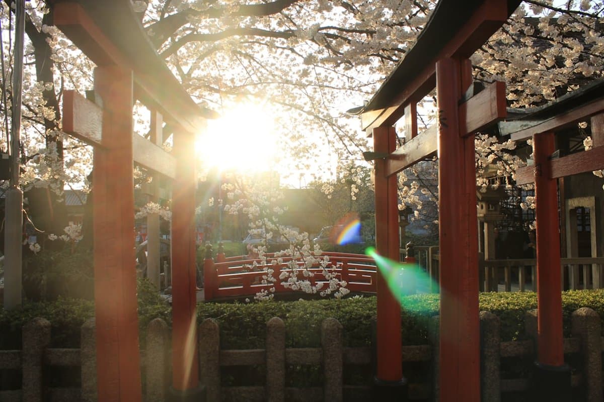 Kyoto: The Cherry Blossom Trail