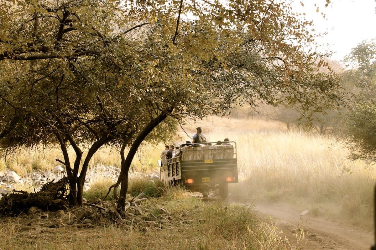 Ranthambore Royal Safari