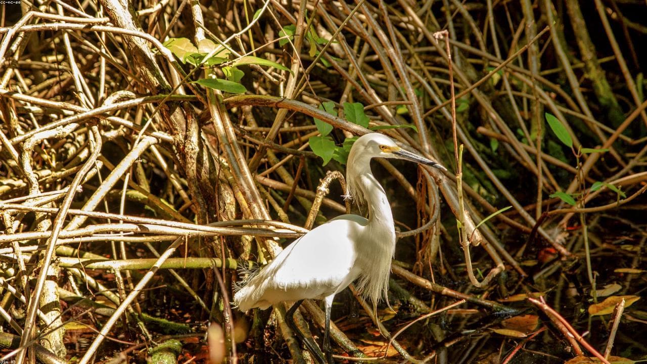Sundarbans: The Mangrove Forest