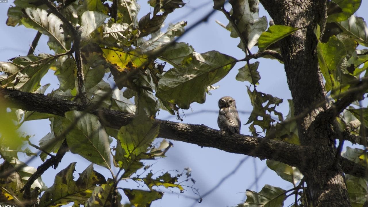 Wayanad: Spice Trails & Forests